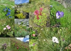 Raznovrstnost planinskega cvetja in en predstavnik planinskih živali