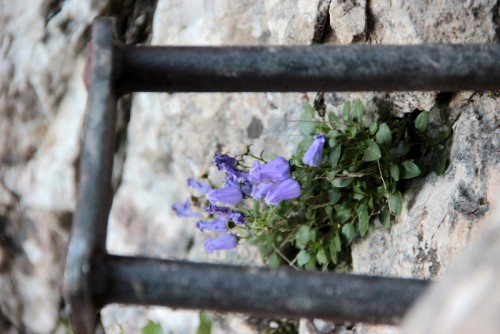 turski-zleb-foto-manca-cujez